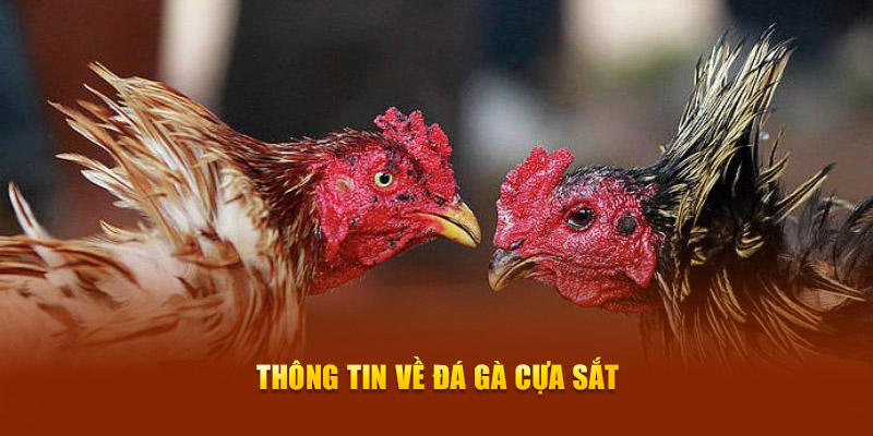 Thông tin về đá gà cựa sắt 