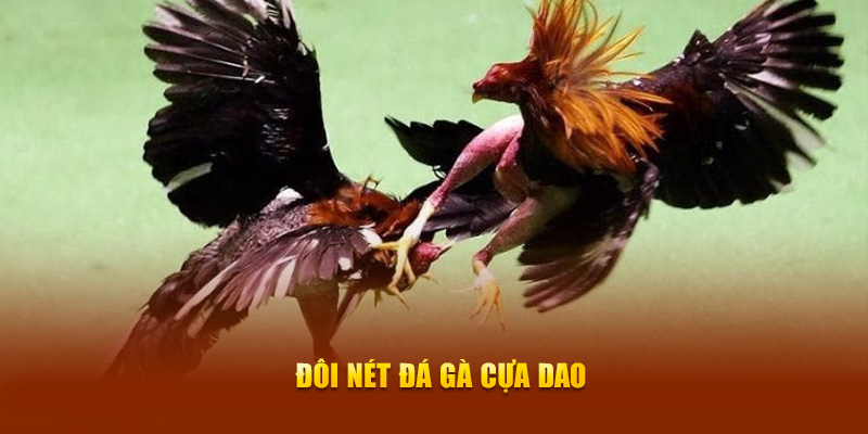 Đôi nét đá gà cựa dao