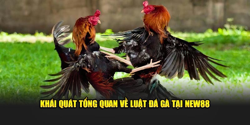 Khái quát tổng quan về luật đá gà tại New88 