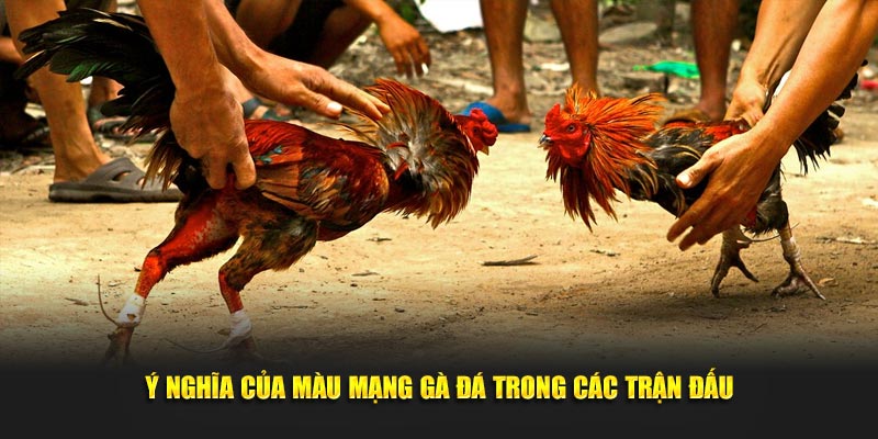 Ý nghĩa của màu mạng gà đá trong các trận đấu